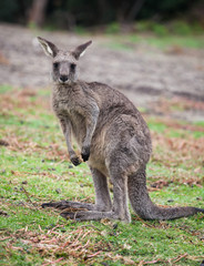 Portrait of young cute australian Kangaroo standing in the field and looking at the camera.