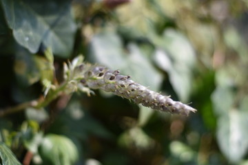 Austreibender Blauregen (Wisteria)