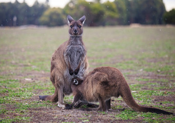 The wild famale Kangaroo feeding her joey from the pouch. Australia.