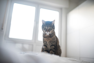 tabby domestic shorthair cat sitting on the bed in front of windows