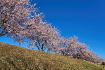帝京大学宇都宮キャンパス　2019春