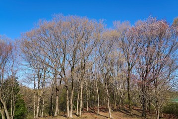 まほろばの郷　2019春
