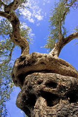 Ulivo, campagna, uliveto e ulivi