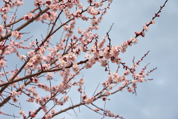 branch of a tree in spring