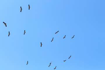 flock of birds flying in the sky