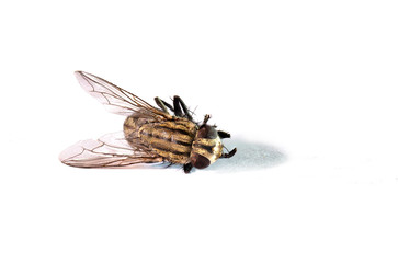 Fly it died on white background