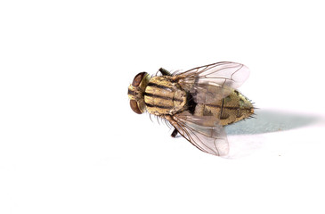 Fly it died on white background