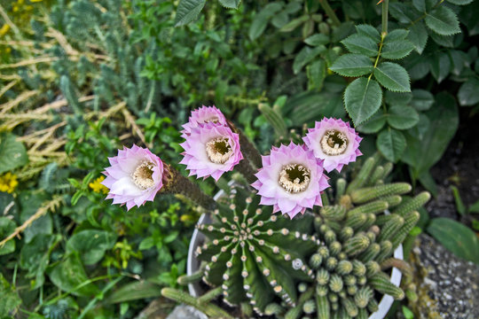 Cactus flowers potted