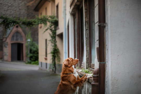 Nova Scotia Duck Tolling Retriever Dog in the city. Travel with a pet. Old city