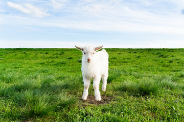 cute white little goat on a green meadow
