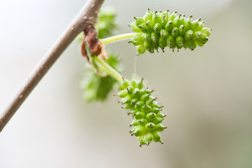 Green mulberry, unripe fruit of morus tree, growth of mulberry plants in spring