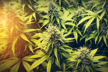cannabis - indoor medical marijuana plants