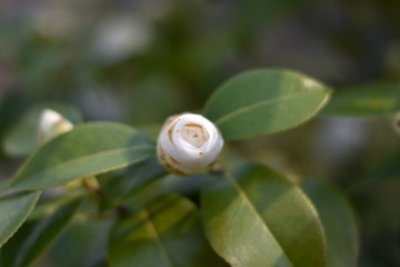 Blühende Garten-Kamelie