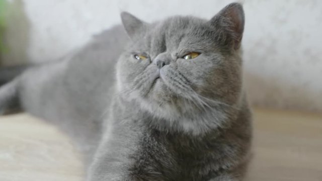 Grey shorthair cat on a grey close up.