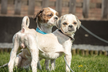 dog breed Shih-Tzu waiting for a new family in animal shelter in Belgium - 263233449