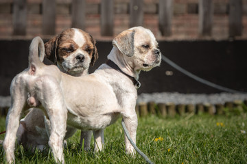 dog breed Shih-Tzu waiting for a new family in animal shelter in Belgium - 263233491