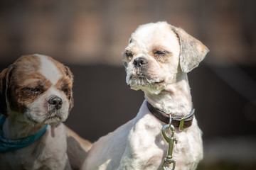 dog breed Shih-Tzu waiting for a new family in animal shelter in Belgium - 263233640