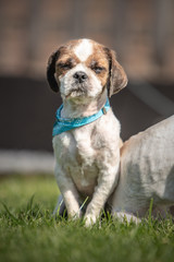 dog breed Shih-Tzu waiting for a new family in animal shelter in Belgium - 263233691