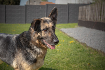 German Shepherd dog waiting for a new family in an animal shelter in Belgium - 263233839