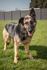 German Shepherd dog waiting for a new family in an animal shelter in Belgium - 263233863