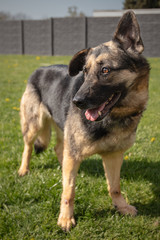 German Shepherd dog waiting for a new family in an animal shelter in Belgium - 263233886