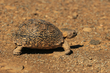 The attractively marked leopard tortoise is the largest species of tortoise in southern Africa.
