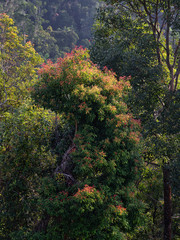 Foliage