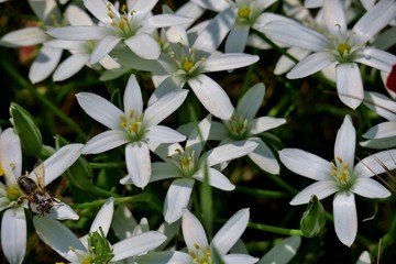 beautiful white flowers close up in the form of stars