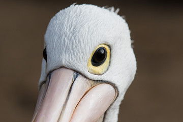 Portrait of Australian Pelican Pelecanus conspicillatus with bright black yellow eyes looking at the camera. Australia.