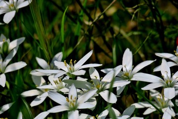 beautiful white flowers close up in the form of stars
