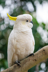White sulphur-crested cockatoo, Cacatua galerita, portrait closeup with brown background.