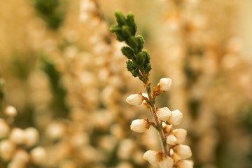 Heather (Calluna vulgaris) plant for broom production.