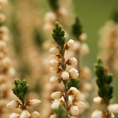 Heather (Calluna vulgaris) plant for broom production.