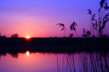 Gentle landscape at sunrise with feather duster in foreground at the edge of a stream. Sunrise on the horizon in the early morning