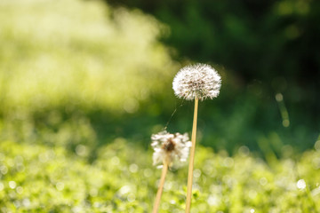 White fluffy dandelions with dew, natural green blurred spring background, selective focus, small GRIP