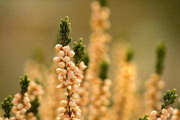 Heather (Calluna vulgaris) plant for broom production.