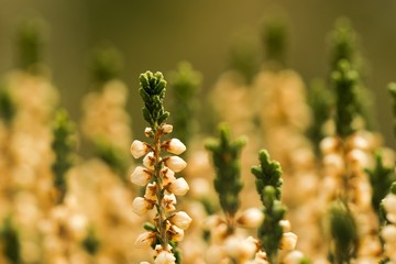 Heather (Calluna vulgaris) plant for broom production.