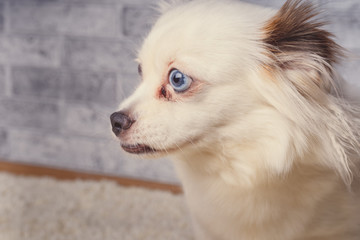 Little relaxed dog lying on carpet
Little white dog with blue eyes lying on light carpet at home