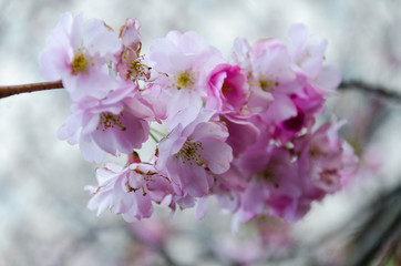 Fototapeta premium pink cherry blossom