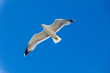 High in the sky