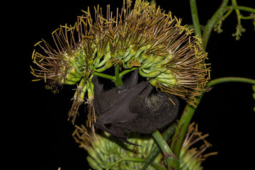 木にぶら下がって寝るオガサワラオオコウモリ