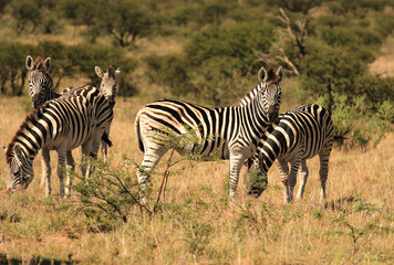 Obraz na płótnie Canvas Herd of Burchell' s zebras in South African game reserve