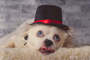 Cute white dog in hat lying on carpet Little white furry dog with blue eyes wearing small black hat lying on white carpet