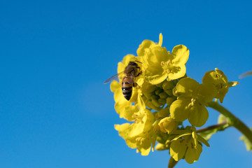 菜の花の蜜を集めるミツバチ