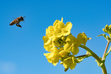 菜の花の蜜を集めるミツバチ