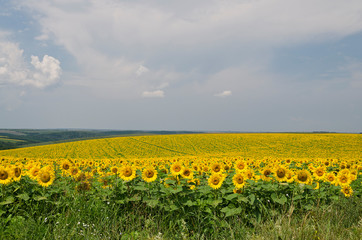 Beautiful landscape with sunflower field over cloudy blue sky