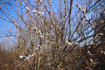 Willow branches in the sun