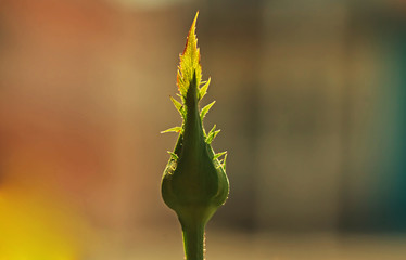 Rose bud in the morning