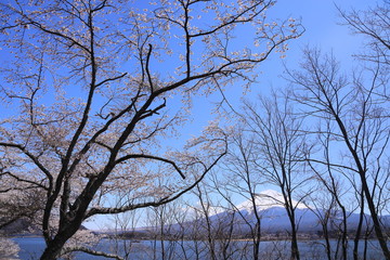 湖畔の咲き始めた桜と富士山