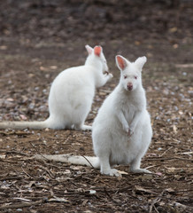 Portrait of two young cute very rare australian Kangaroo albino with red eyes and pink nose sitting...